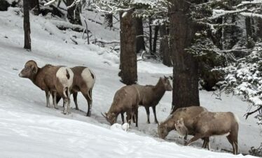 WhatsApp Image 2026 01 18 at 8.53.02 PM 3