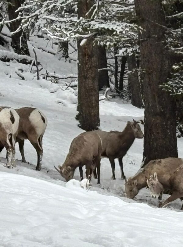 WhatsApp Image 2026 01 18 at 8.53.02 PM 3